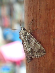 Polyphaenis sericata
