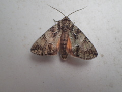 Polyphaenis sericata