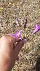 Brodiaea sierrae
