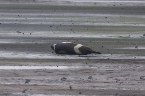 Ribbon Seal