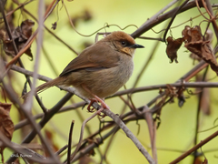 Cisticola chubbi discolor