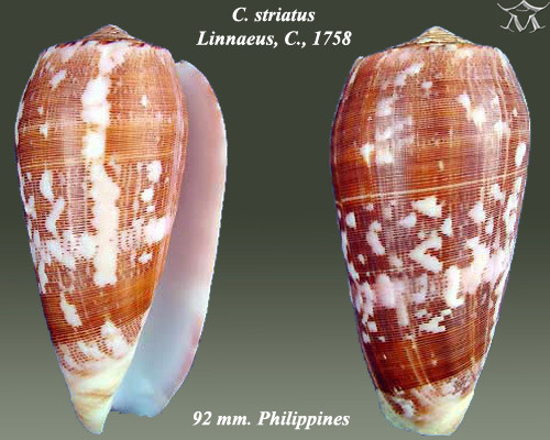 Striated cone