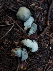 Hygrophorus caeruleus
