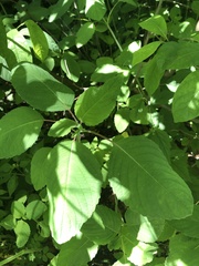 Impatiens pallida