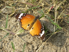 Danaus chrysippus