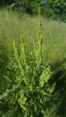 Rumex crispus