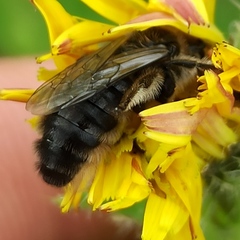 Andrena vaga