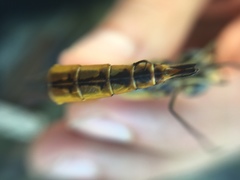 Pantala flavescens