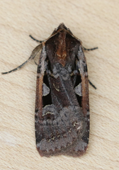 Parabagrotis