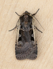 Parabagrotis exsertistigma