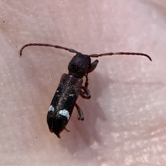 Psenocerus supernotatus