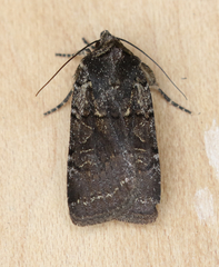 Parabagrotis exsertistigma