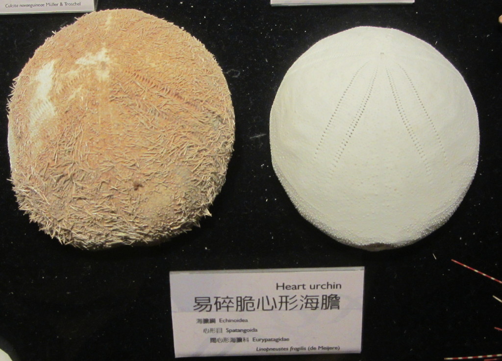Linopneustes fragilis