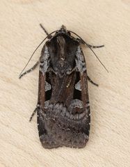 Parabagrotis