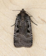 Parabagrotis