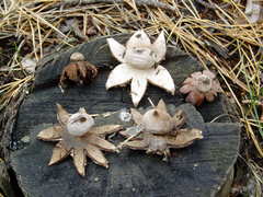 Geastrum campestre