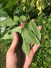 Melioides