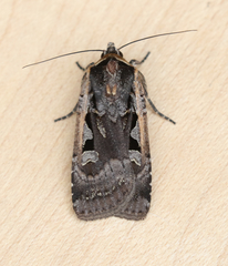 Parabagrotis exsertistigma