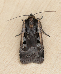Parabagrotis exsertistigma
