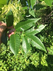 Melioides