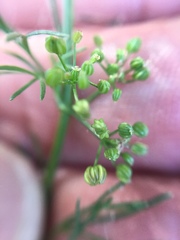 Apiaceae