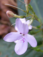 Pseuderanthemum variabile