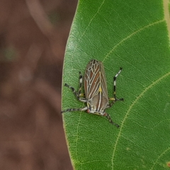 Aetalion reticulatum