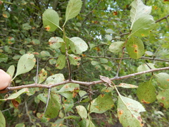 Crataegus reverchonii