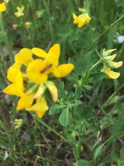 Lotus corniculatus