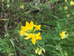 Lotus corniculatus