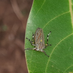Aetalion reticulatum