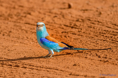 Coracias abyssinicus