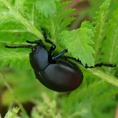 Timarcha tenebricosa
