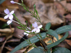 Pseuderanthemum variabile