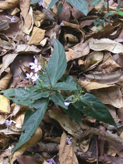 Pseuderanthemum variabile