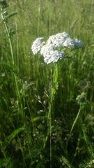 Achillea millefolium