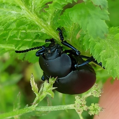 Timarcha tenebricosa