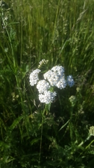 Achillea millefolium