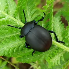 Timarcha tenebricosa