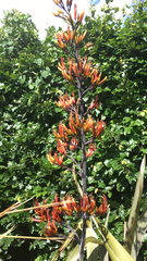 Phormium tenax