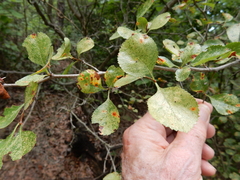 Crataegus reverchonii