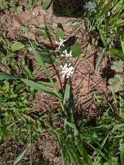 Scandix pecten-veneris