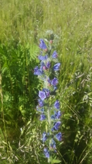 Echium vulgare