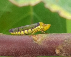 Paraulacizes panamensis