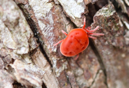 Subfamily Trombidiinae · iNaturalist