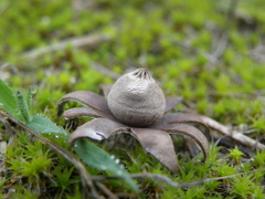 Geastrum kotlabae