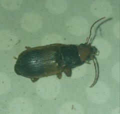 Diachromus germanus