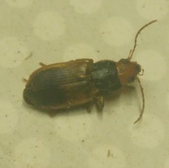 Diachromus germanus