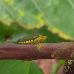 Paraulacizes panamensis