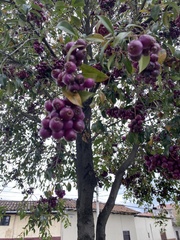 Syzygium paniculatum